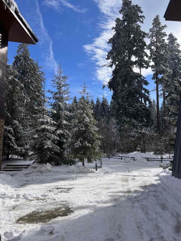 a snow covered yard with trees and a house at Lyra Forest Apartment in Borovets
