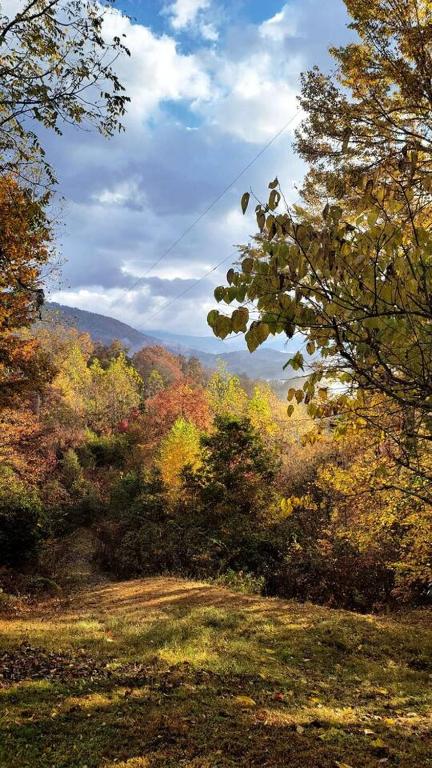 a view of a forest in the fall with trees at Cozy Cabin 2 beds Mtn view in Franklin