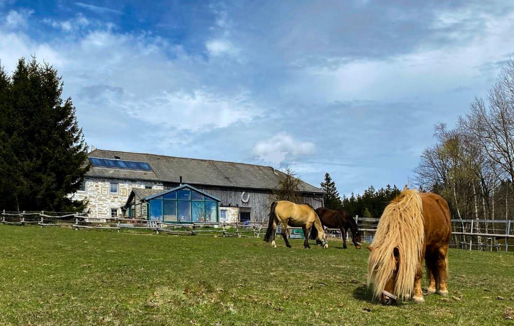 two horses grazing in a field in front of a barn at Bio-Bauernhof, Pferdehof Gräser in Viehberg