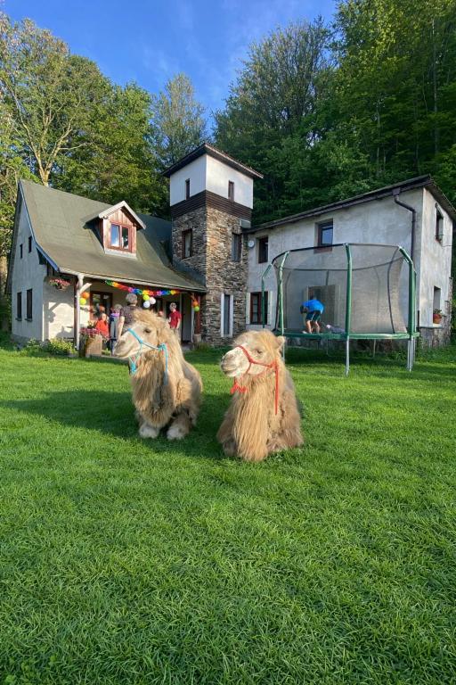 two animals sitting in the grass in front of a hoop at Chalupa u velbloudů Krkonoše in Svoboda nad Úpou