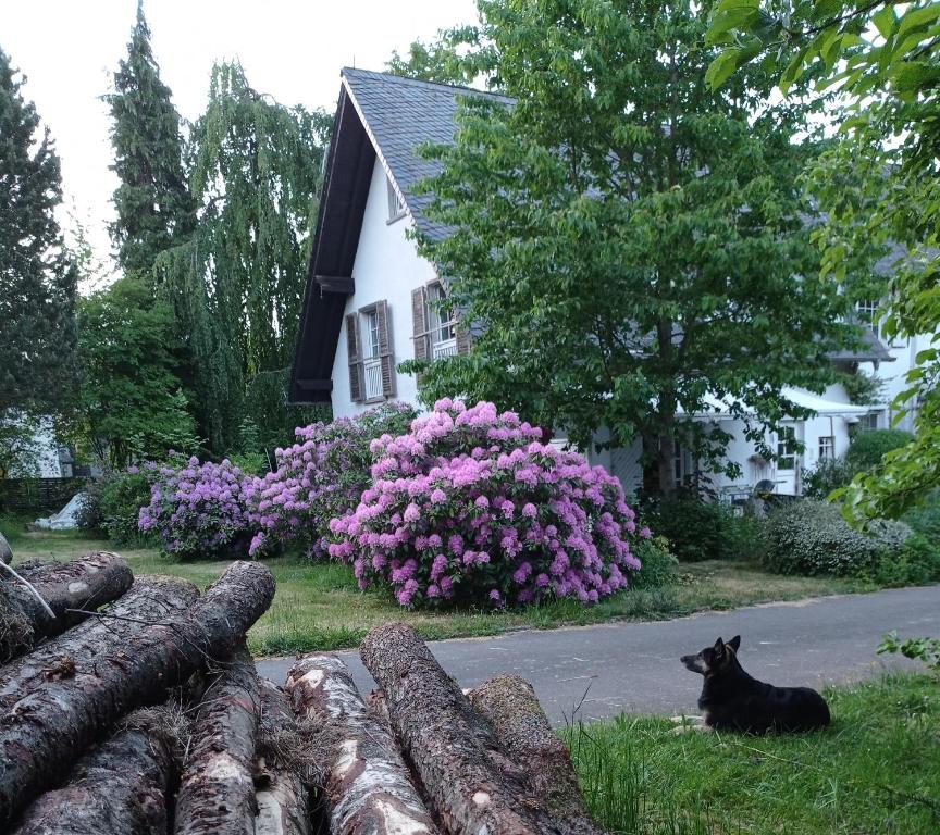 a black dog sitting in the grass in front of a house at Doppelzimmer mit Gartenblick in Reckershausen
