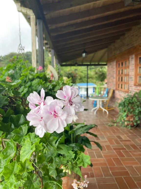 a group of pink flowers on a brick patio at Morada de las Aves in Cali