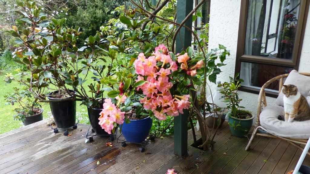 Ashcroft Gardens Bed & Breakfast - Resim 37