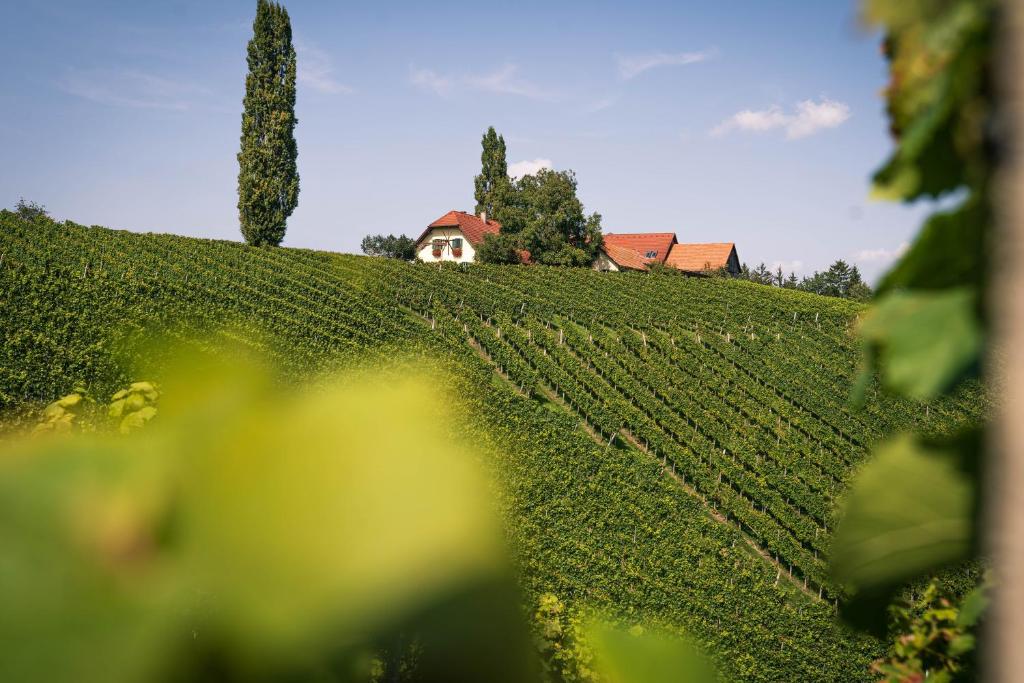 a house on the side of a green field at Weingut Leopold Dietrich in Gamlitz