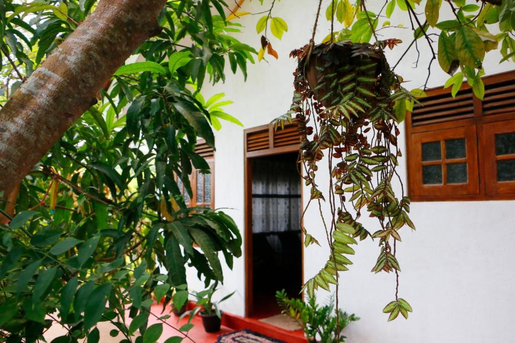 a door of a house with a bunch of trees at Ivy Cottage- Midigama in Midigama East