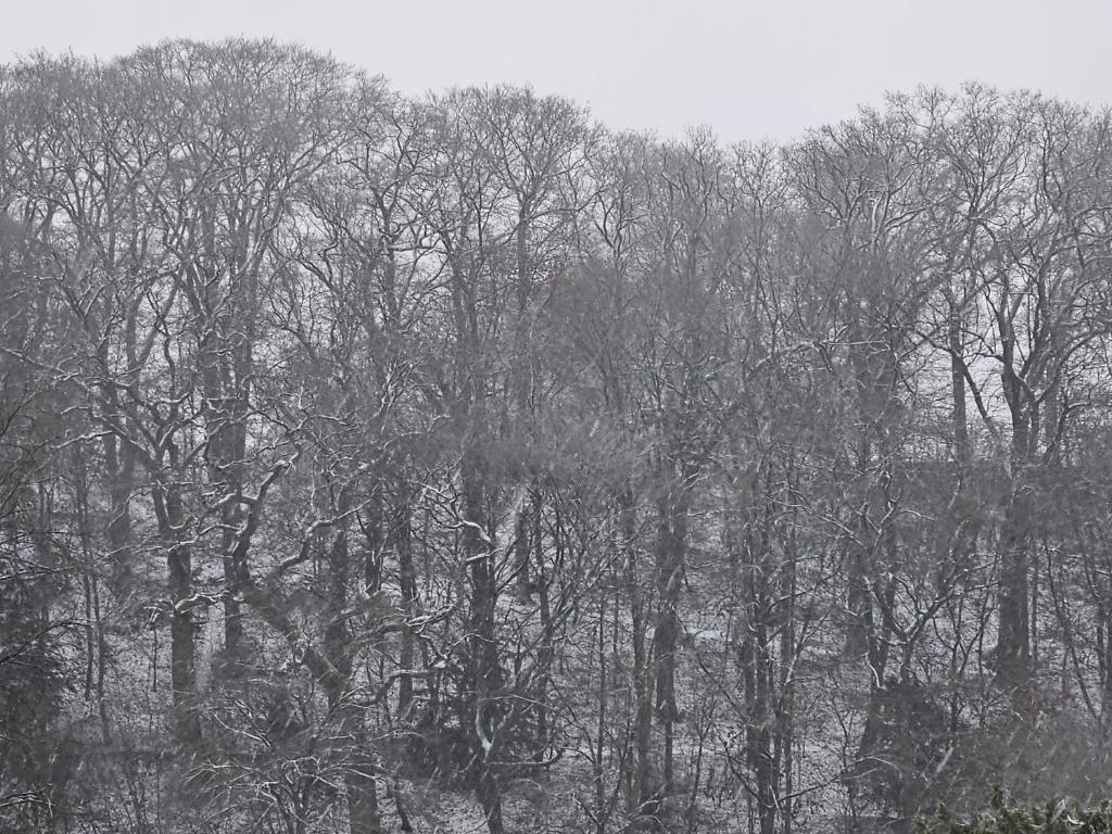 a black and white photo of a group of trees at Die kurPark Eule in Mölln