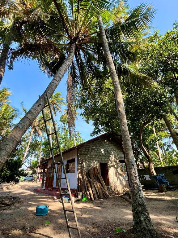 a palm tree with a ladder in front of a house at Farmhouse Homestay in Negombo