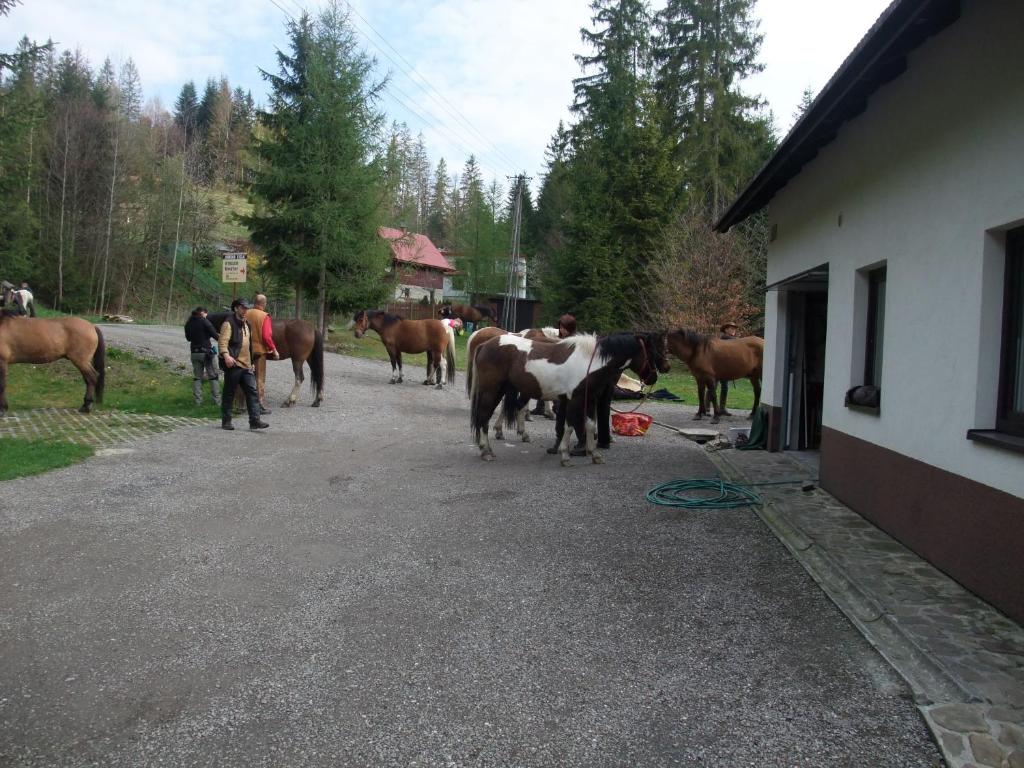 Zvířata v prázdninového domu nebo okolí