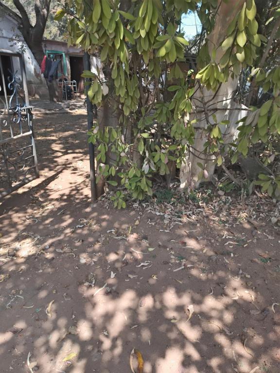 a bunch of green bananas hanging from a tree at Samarth hotel in Robertsonpet