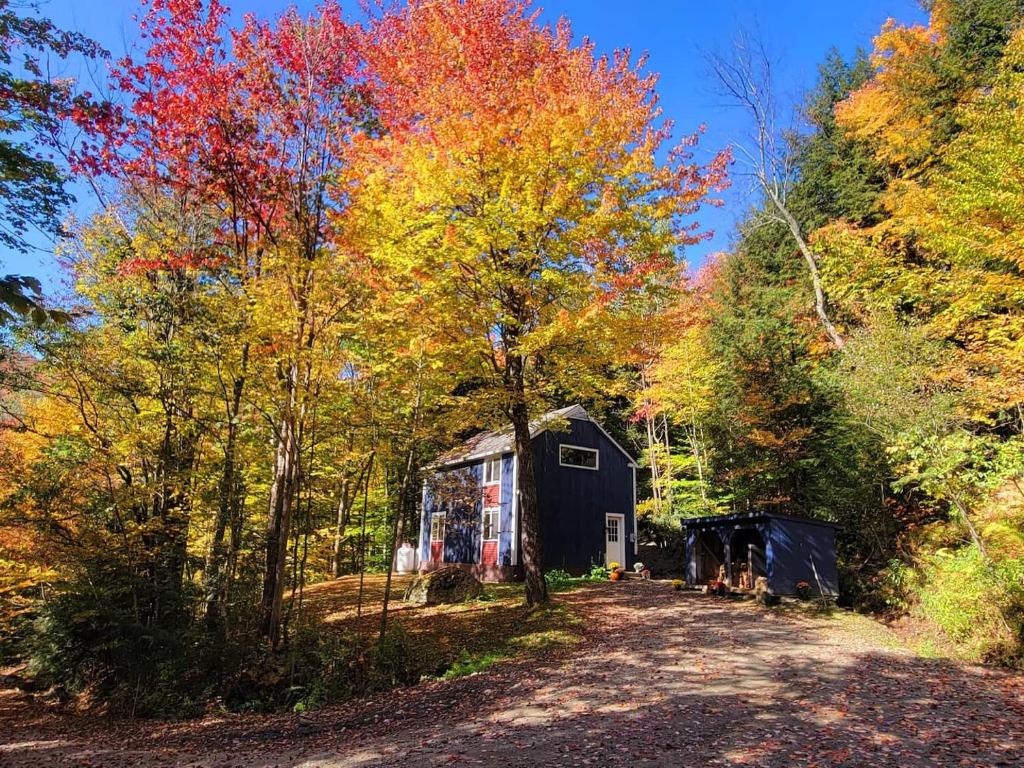 a black shed in the middle of the woods at Morel Mountain Hideaway in Warren