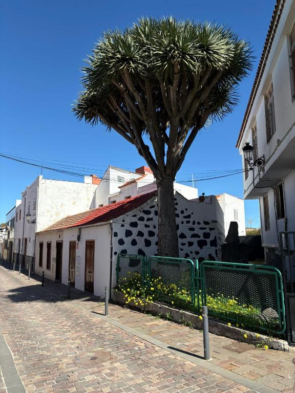 a palm tree on the side of a building at Casa del Drago in Vega de San Mateo