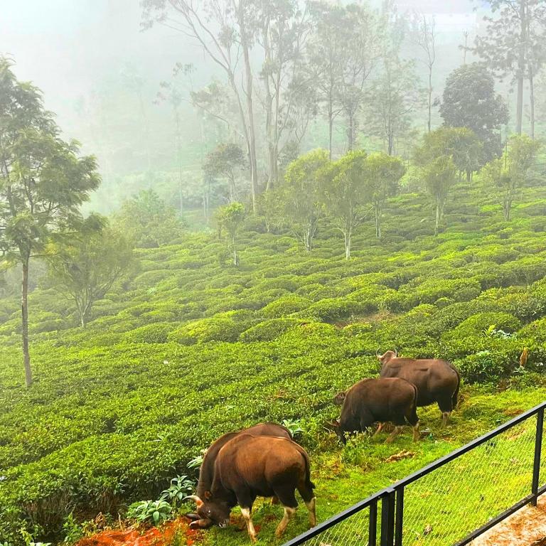 a group of cows grazing in a field at Prysm Homestay - Kotagiri in Kotagiri