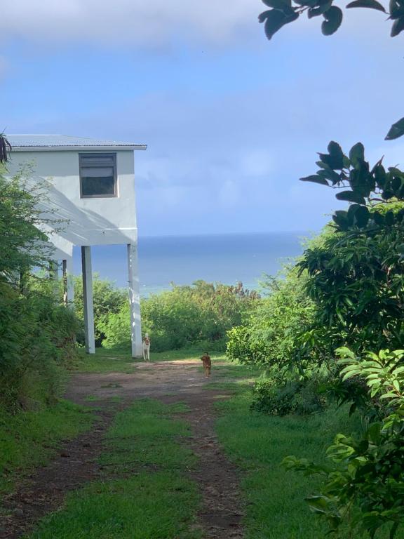 a dog walking down a dirt road next to a house at The Voyager Océan View in Port Mathurin