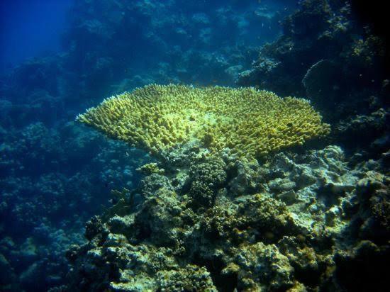 a coral reef in the ocean with at Sea-View 1BR Apartment Balcony Full Kitchen Resort in Marsa Alam City