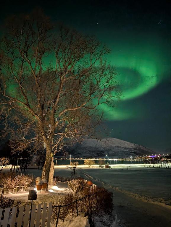 a tree with the aurora in the sky at Hammergaarden - Kårstua - Panoramic Arctic Stay in Sortland