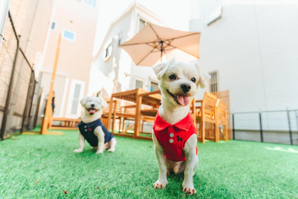 a dog in a red shirt sitting on the grass at ReStayしっぽタウンヴィラ今宮駅 in Osaka