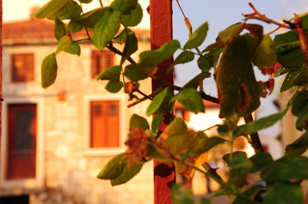 a tree with green leaves in front of a building at Nebojsega b&b in Santa Croce Mare