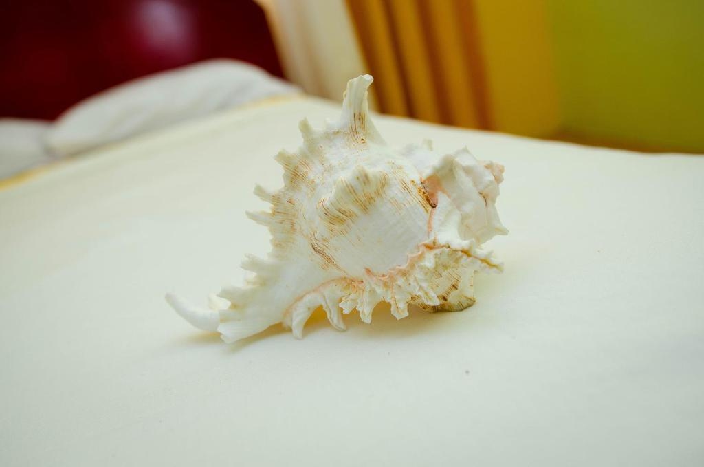 a seashell sitting on top of a white table at SM Lodge in Trou dʼ Eau Douce