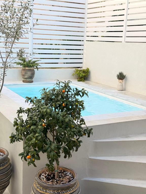 a potted tree sitting next to a swimming pool at Myronos suite with jacuzzi in Piraeus