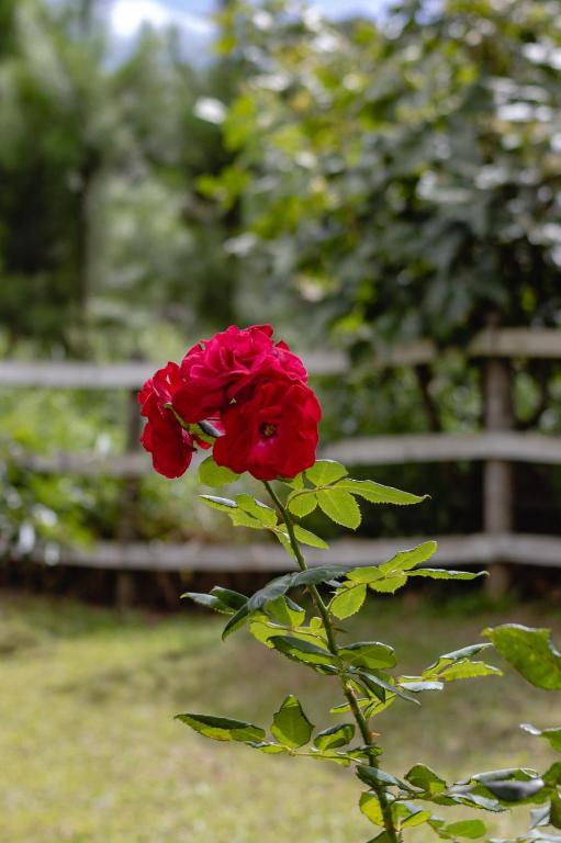 a red rose is growing in front of a fence at Recanto Aconchego in Torres