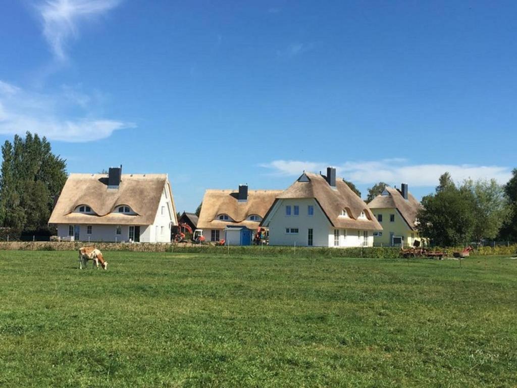 a dog grazing in a field in front of houses at Reetdachhäuser Börgerende in Börgerende-Rethwisch