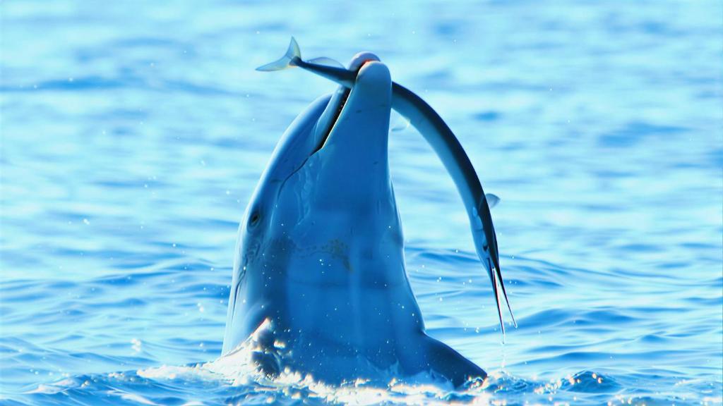 a dolphin in the water with a fish in its mouth at Sunrich Beach Resort in Ilandaiyadi