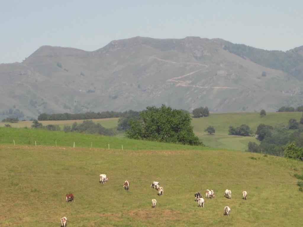 a herd of animals grazing in a field at Guéraçague Etcheverry Garaya in Saint-Jean-Pied-de-Port