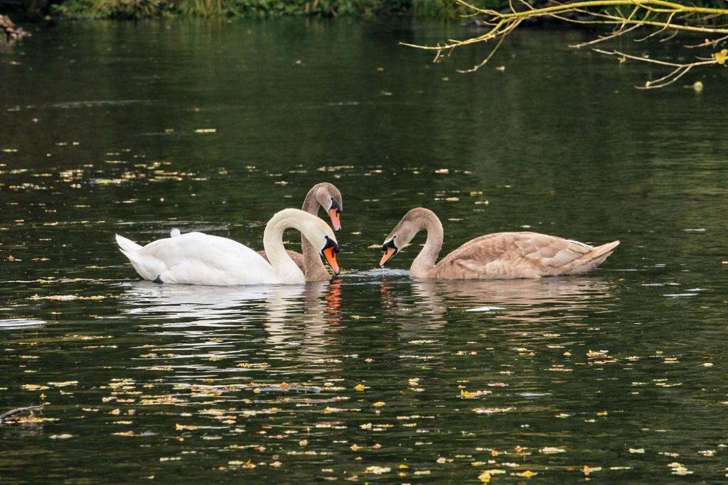 three swans are swimming in a body of water at Domek w Dolinie Drwęcy in Lubicz