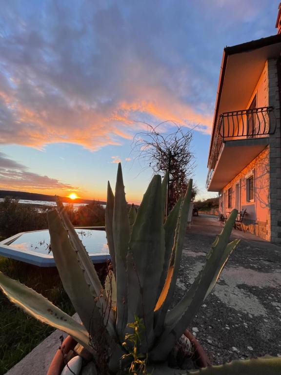 a cactus in front of a building with a sunset at 4 Roses Residence VRTNICA in Sečovlje