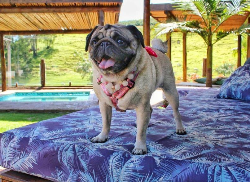 a pug dog is standing on a bed at Villa Ayê Socorro SP - Pousada Petfriendly in Socorro