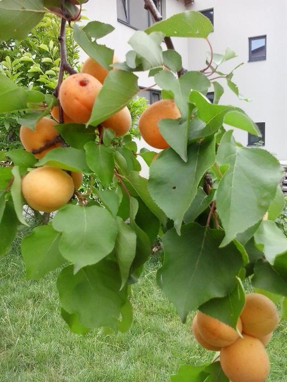 Zahrada ubytování Pension Marillenhof