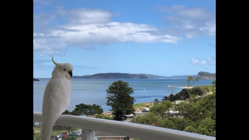 a white bird standing on a balcony looking at the ocean at Seashells - Ettalong Beach Resort in Ettalong Beach