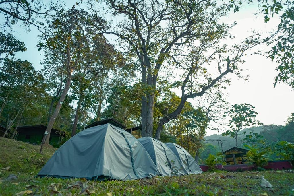 two tents sitting in the grass under a tree at Dandeli River Valley Resort in Dandeli