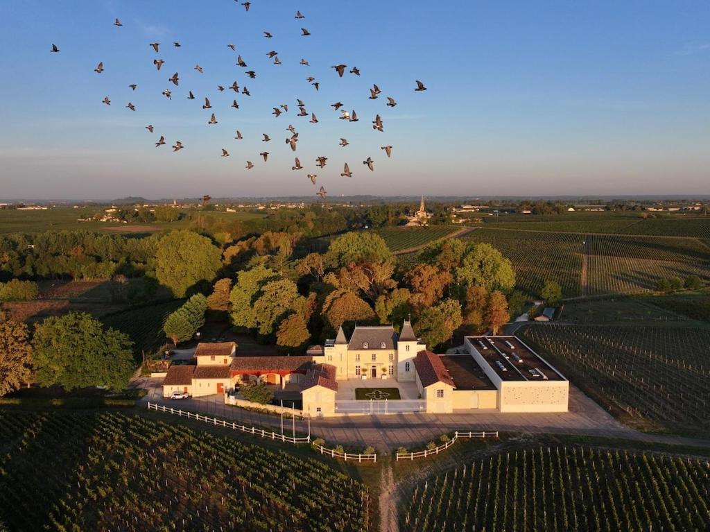 uno stormo di uccelli che vola nell'aria sopra un vigneto di Château Moncets a Néac