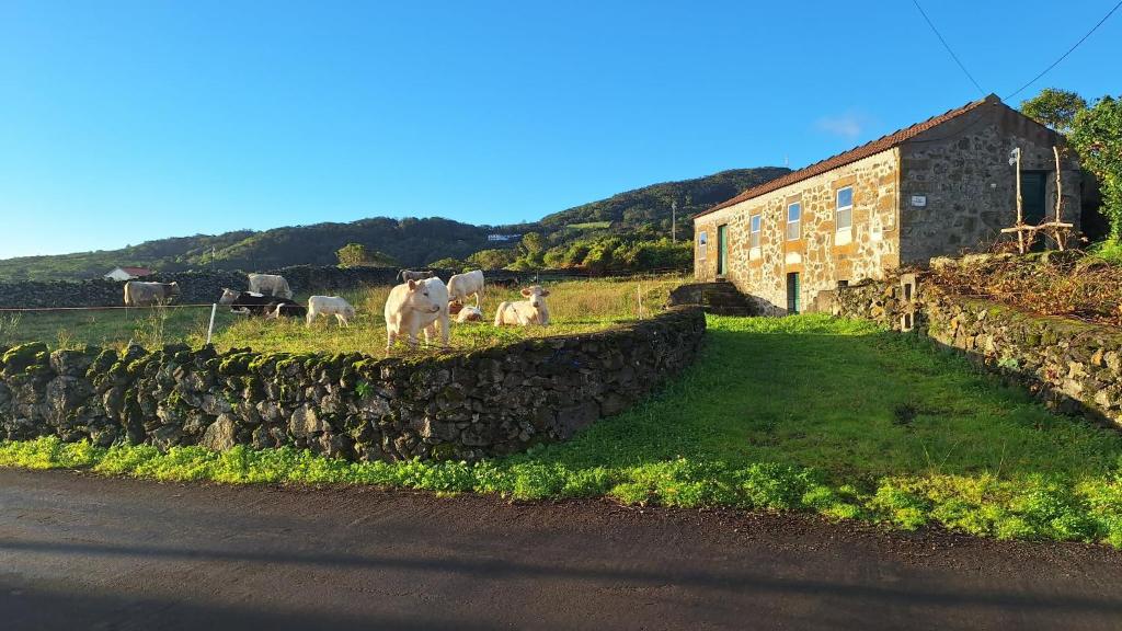 a group of animals standing in a field next to a stone wall at Adega do capitao in Piedade
