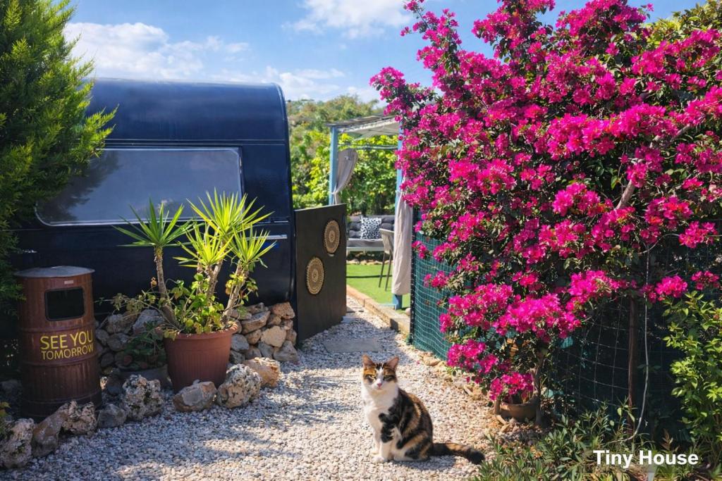 Pure Crete - Tiny House & Luxury Tent - 15