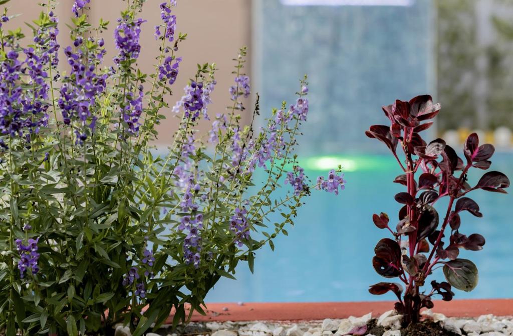 two purple flowers sitting next to each other at Macaws Villa in Ciudad Cortés