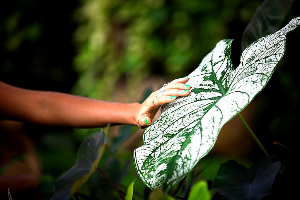 Amari Sayulita Boutique Hotel - Apartment Mit 1 Schlafzimmer Und Poolblick