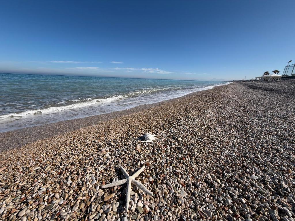 a starfish laying on a rocky beach at La Perla Saba 2 in Montemarciano