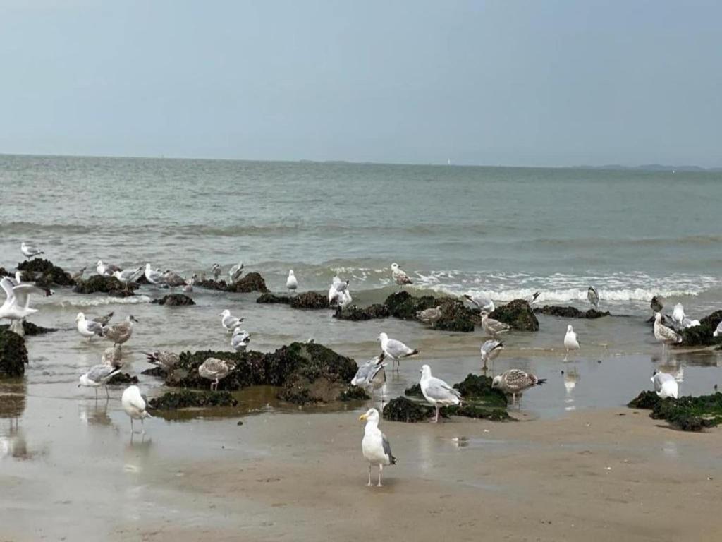 a flock of birds standing on the beach at Knokke City Centre Apartment for 6 in Knokke-Heist