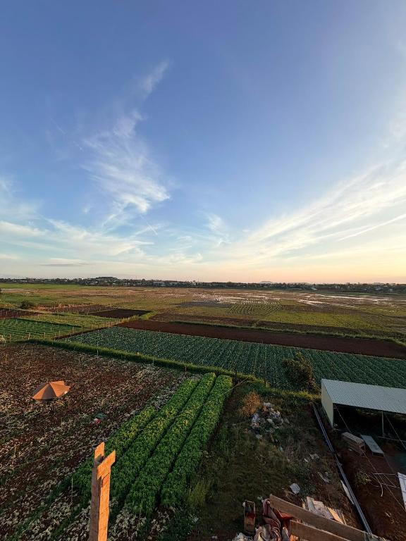 an aerial view of a farm field with crops at Lúa Vàng homestay in Pleiku Airport