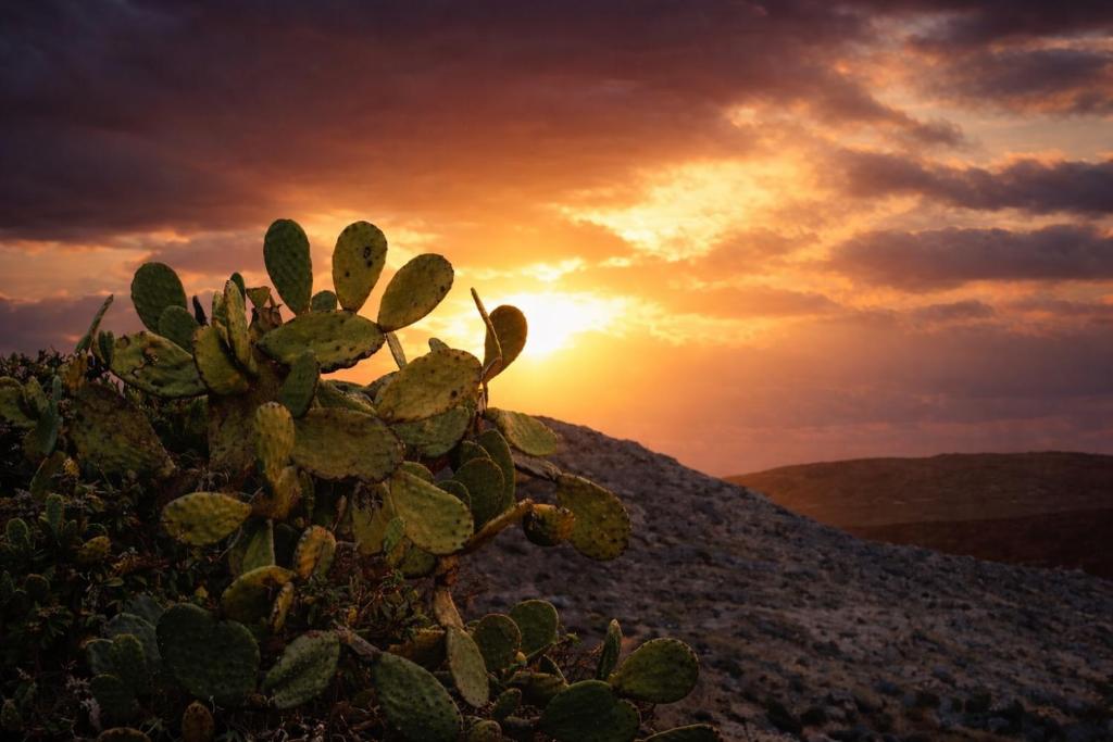 a cactus with the sunset in the background at Prickly Pear House in Plaka Milou