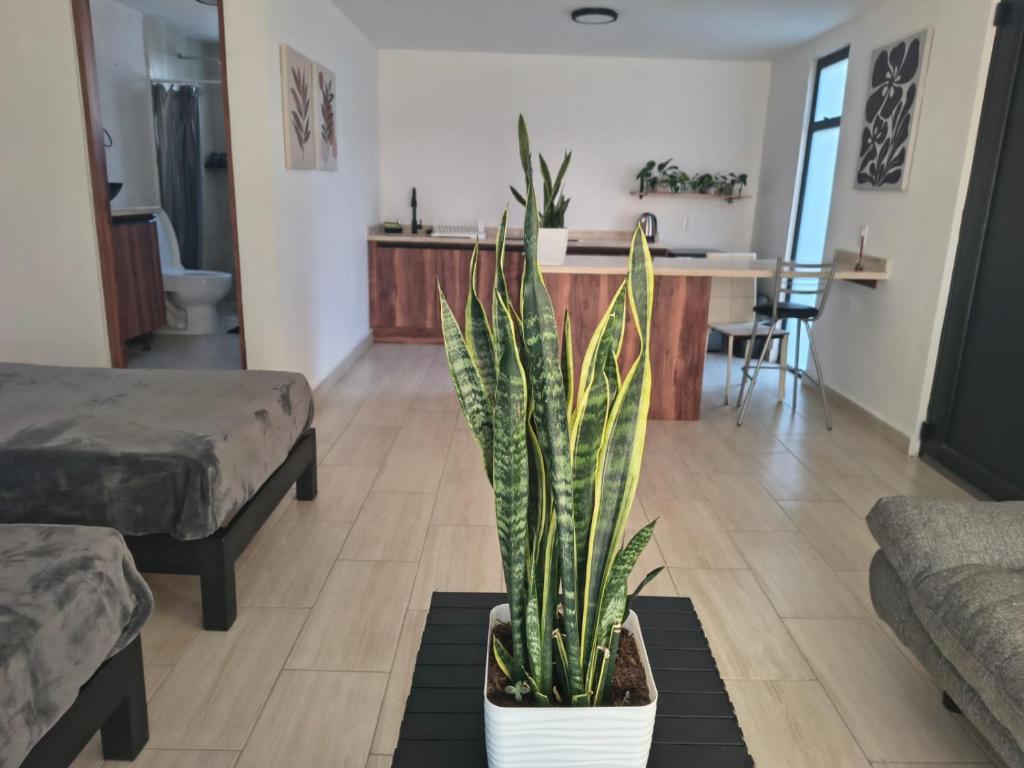 a living room with a potted plant on a rug at Estudio Lavanda in Santa Rosa de Jáuregui