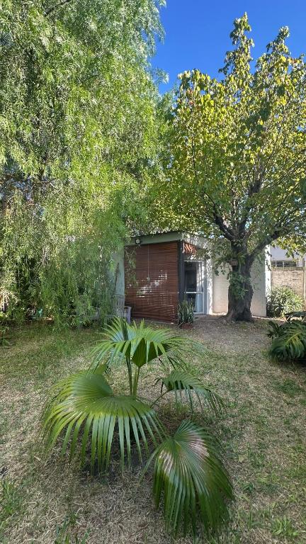 a palm tree in a yard next to a garage at Monoambiente 4 blocks away from the beach! in Paysandú