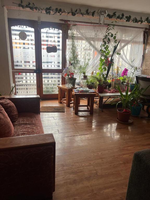 a living room filled with lots of potted plants at Hostal Colonial in Iquique