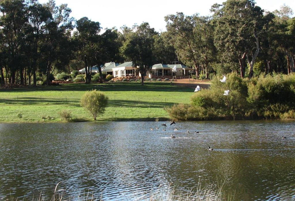 eine Gruppe von Enten, die in einem See schwimmen in der Unterkunft Lakeview Lodge in Stoneville