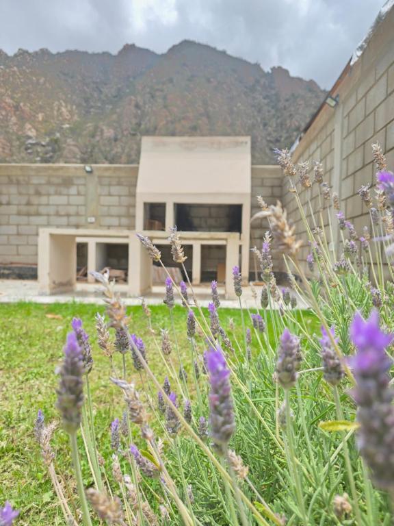 a field of purple flowers in front of a building at El Nidito Casa in Chilecito