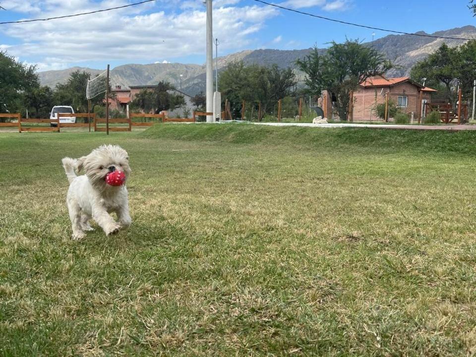 La Jocunda - Cortaderas - Piscu Yaco