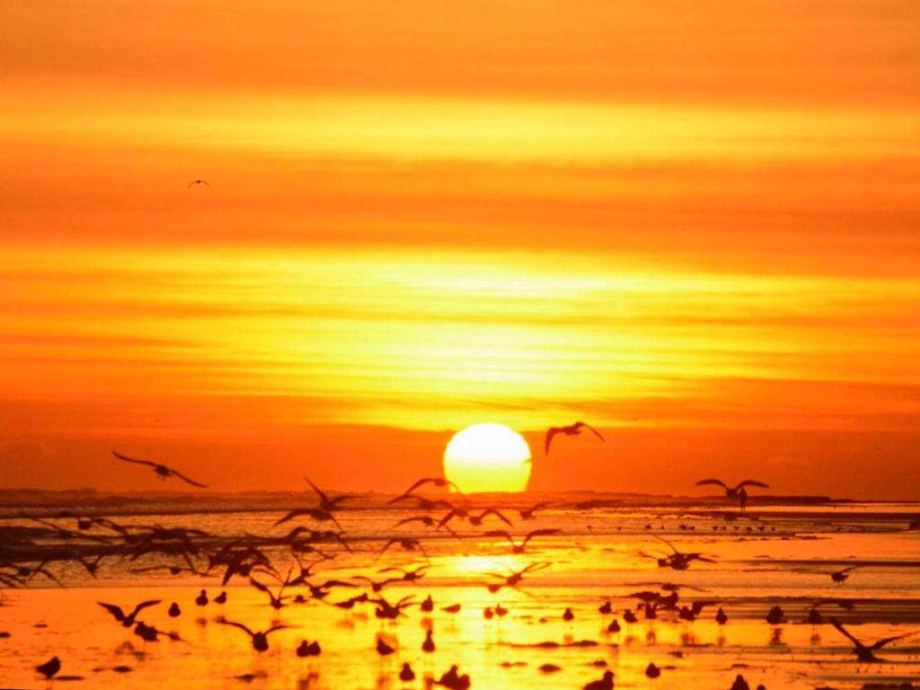 a flock of birds flying over a beach at sunset at River View Cottage in Berwick-Upon-Tweed