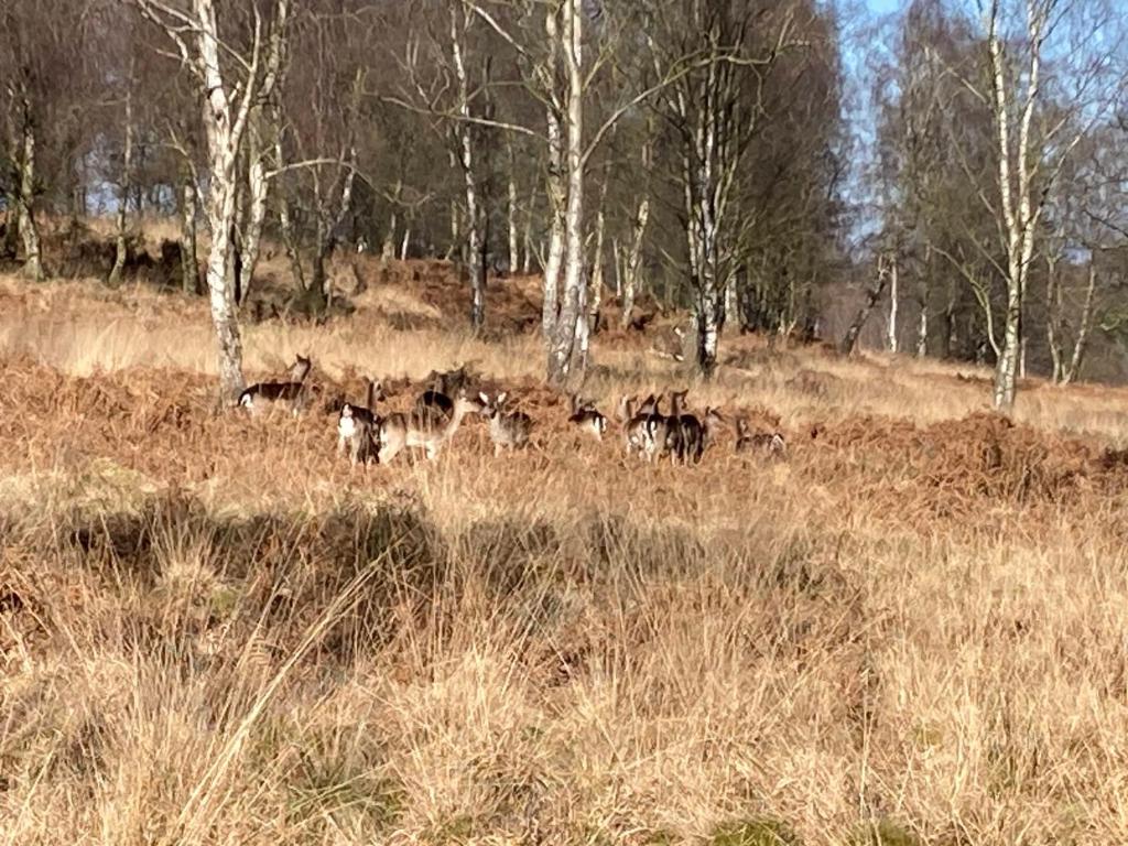 a herd of animals grazing in a field with trees at En-Suite Private Room Brocton Village in Bednall